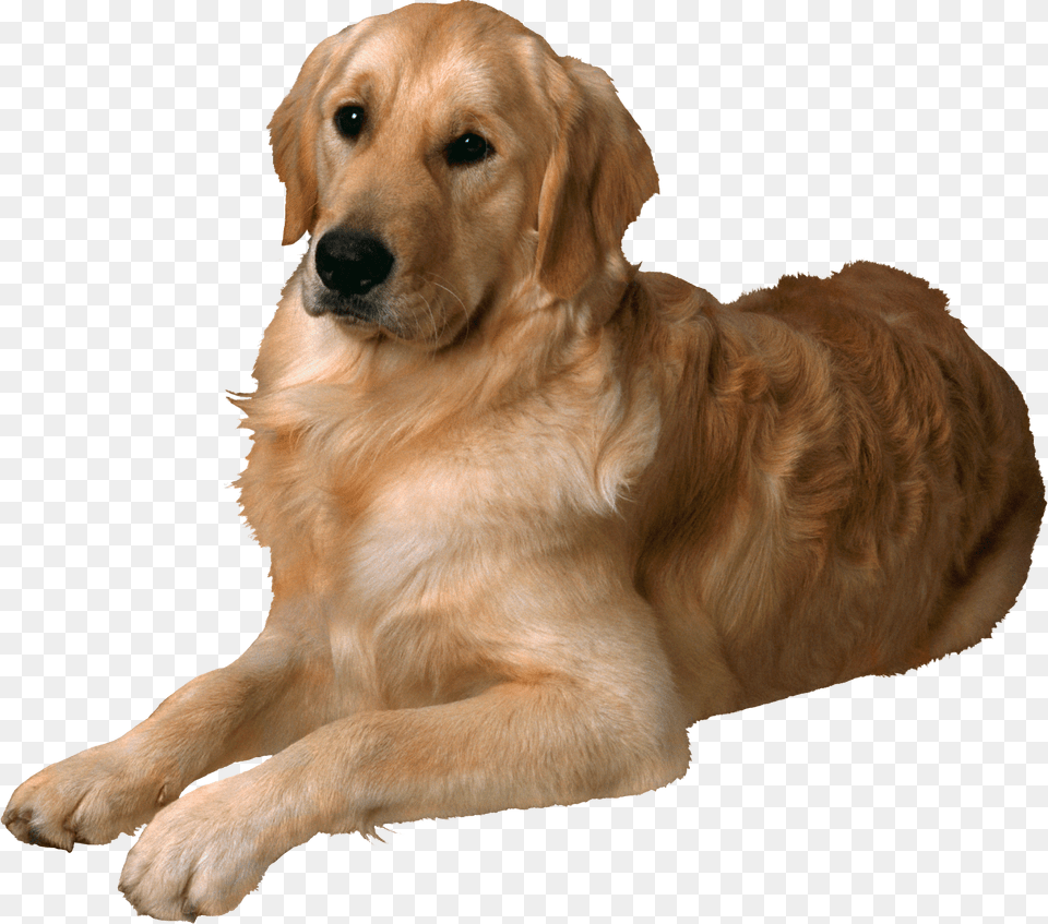 Dogs Puppy Free Golden Retriever, Animal, Canine, Dog, Golden Retriever Png Image