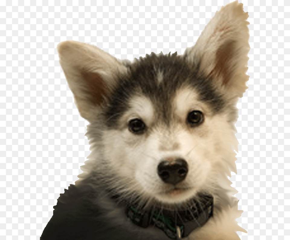 Dogs Rhgov, Animal, Canine, Dog, Husky Free Png