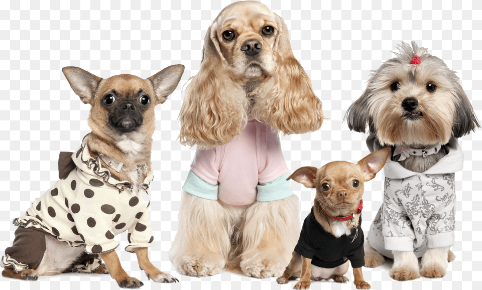 Dogs Variety, Animal, Canine, Dog, Mammal Free Transparent Png