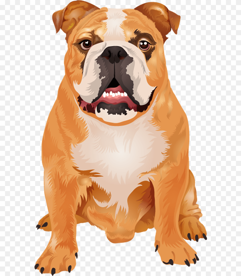 Dogs Vector Boxer Boxer Dog Vector, Animal, Bulldog, Canine, Mammal Free Transparent Png