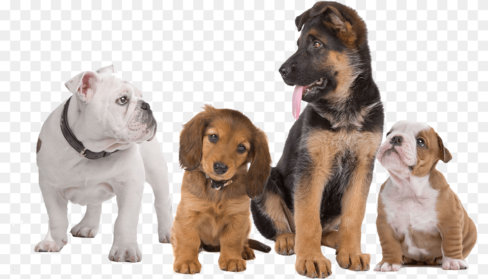Dogs With Background, Animal, Canine, Dog, Mammal Png Image