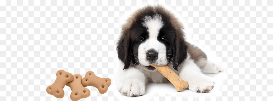 Dogs With Treats, Animal, Canine, Dog, Mammal Free Png Download