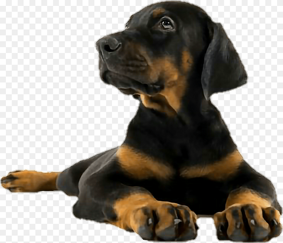 Dogvertebratedog Black And Tan Houndpolish Hunting Puppy Doberman Pinscher, Animal, Canine, Dog, Mammal Free Transparent Png
