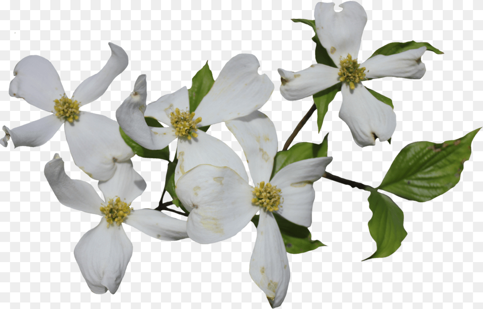 Dogwood, Flower, Petal, Plant, Pollen Free Png Download