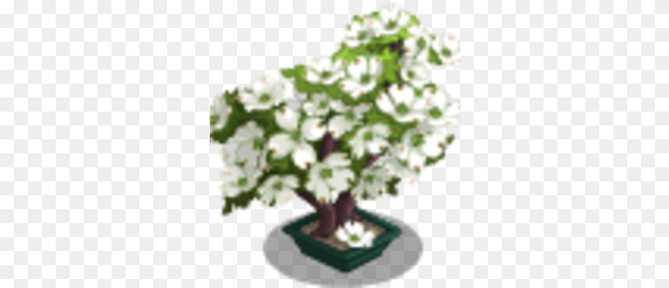Dogwood Bonsai Tree Farmville Wiki Fandom Artificial Flower, Plant, Potted Plant, Flower Arrangement Free Png