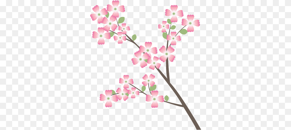Dogwood Cherry Blossom, Flower, Plant, Petal, Cherry Blossom Free Png Download