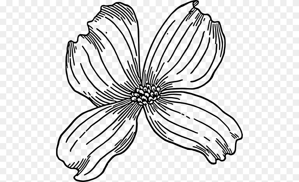 Dogwood Clipart, Art, Flower, Plant, Drawing Free Transparent Png