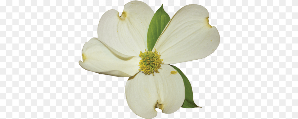 Dogwood Flower 01 Graphic Flowering Dogwood, Petal, Plant, Pollen, Anemone Free Png Download