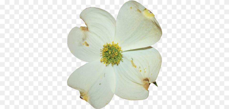 Dogwood Flower 03 Graphic Rosa Sericea, Petal, Plant, Pollen, Anther Free Transparent Png