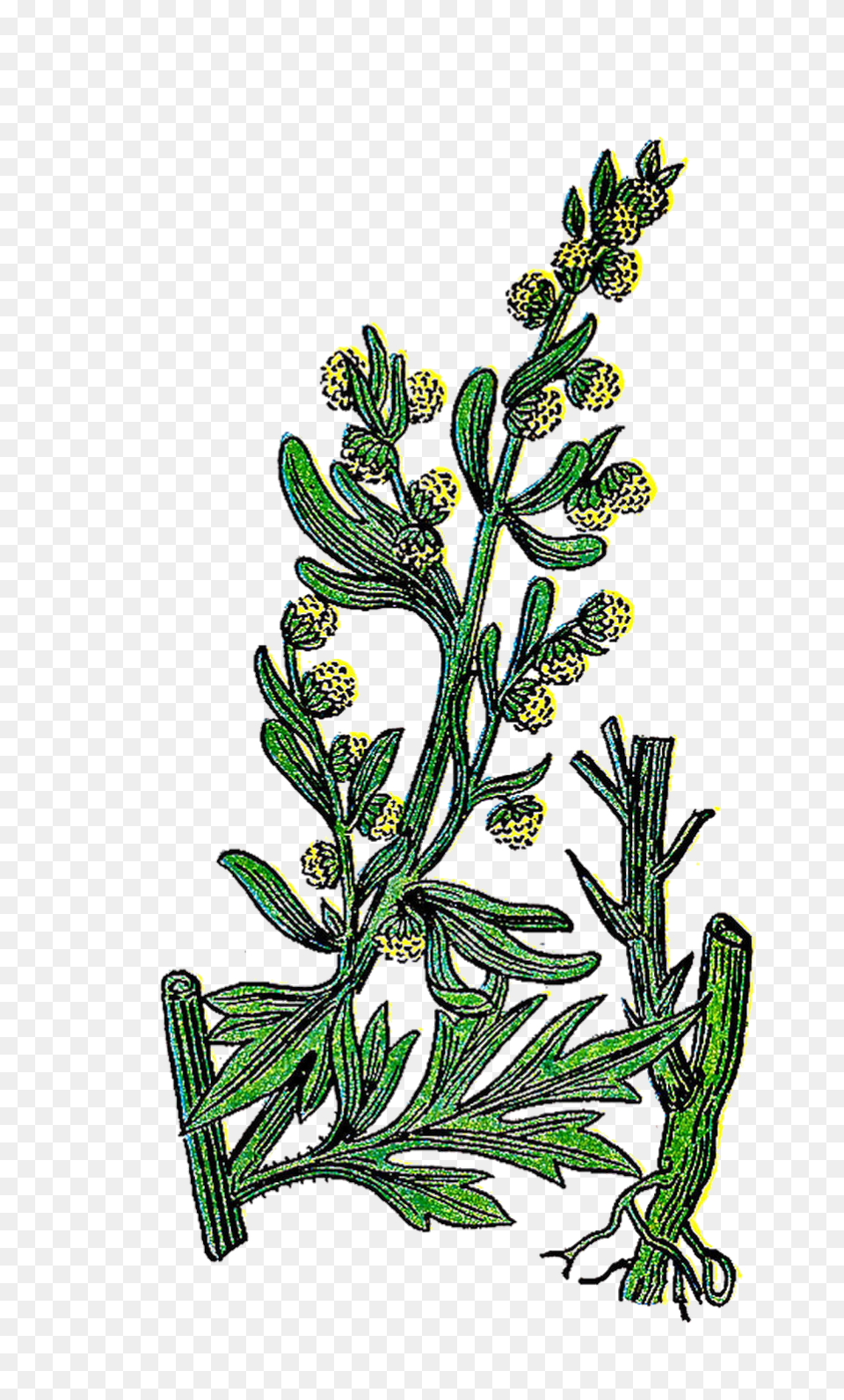 Dogwood Flower Clip Art, Green, Plant, Herbs, Herbal Free Transparent Png