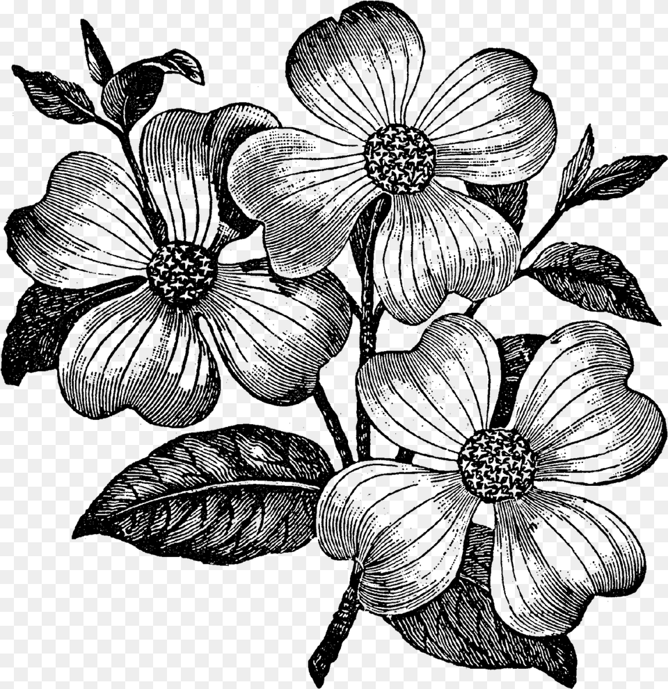 Dogwood Flower Clip Art, Gray Free Png