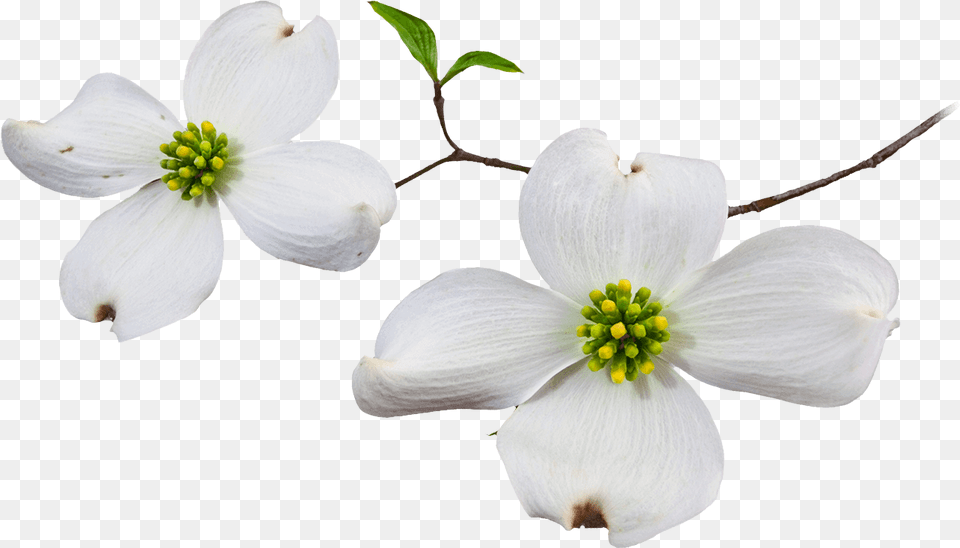 Dogwood Flower Dogwood Flower White Background, Geranium, Petal, Plant, Pollen Png