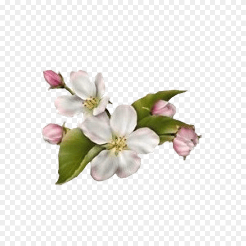 Dogwood Flower No Background, Plant, Petal, Pattern, Accessories Free Png Download