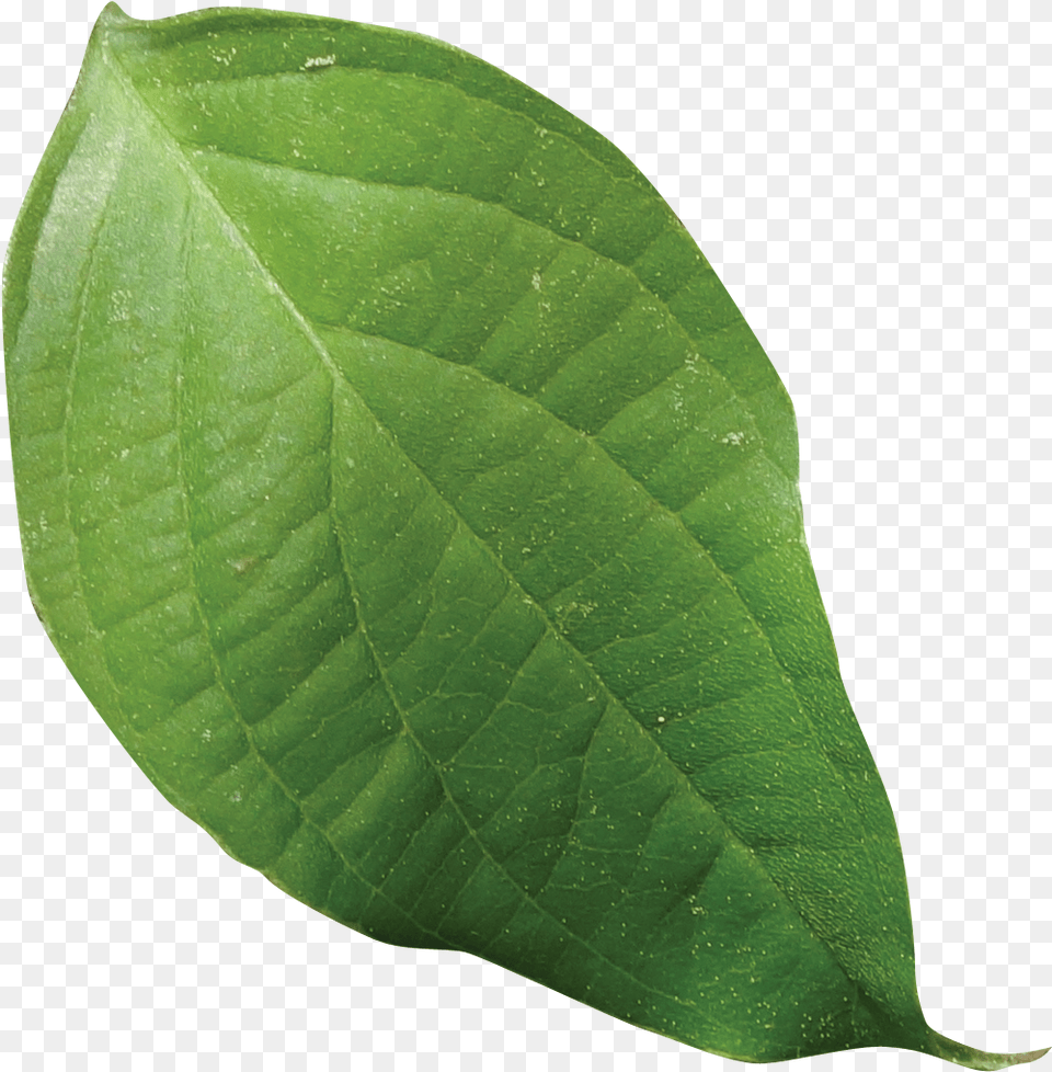 Dogwood Leaf Saman, Plant, Flower Free Png Download