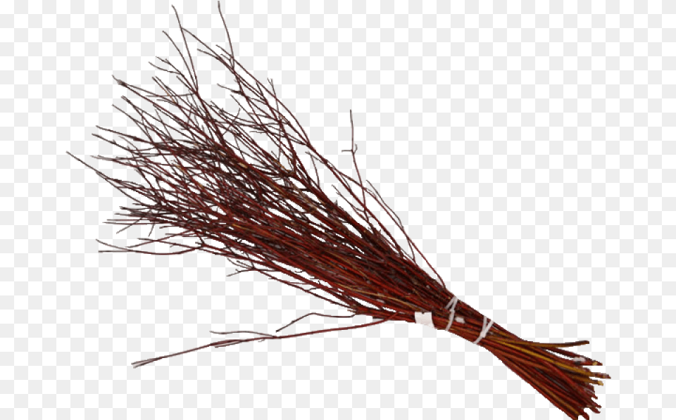 Dogwood Red Twig 3 Ft Download Pond Pine, Broom, Plant Png
