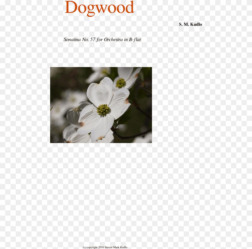 Dogwood Sheet Music For Flute Clarinet Oboe Bassoon Evergreen Rose, Flower, Petal, Plant, Pollen Png