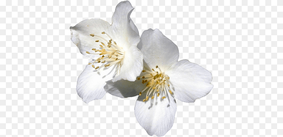 Dogwood Transparent Clipart Jasmine Flower Clear Backgrounds, Plant, Pollen, Petal, Anemone Png