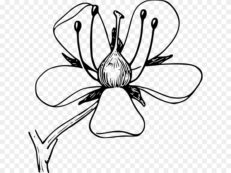 Dogwood Tree Clipart Download Collection Of Parts Of A Flower Clipart Black And White, Gray Free Transparent Png
