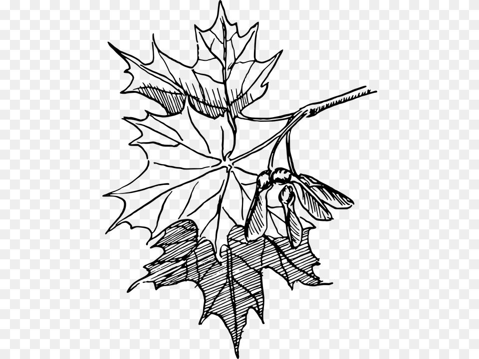 Dogwood Tree Drawing 18 Buy Clip Art Maple Leaf Line Art, Gray Png