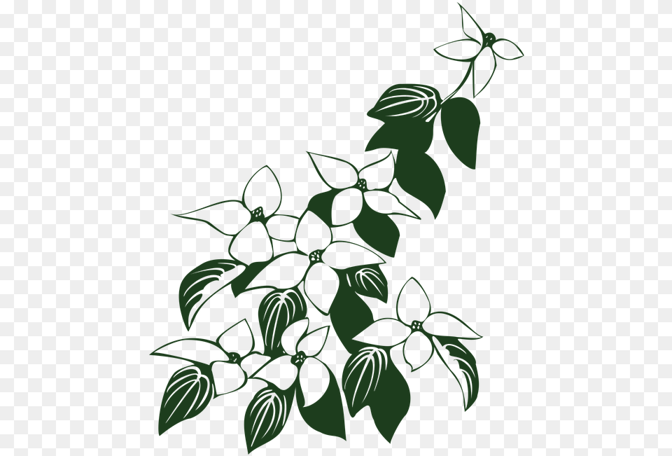 Dogwood Tree Drawing 6 Buy Clip Art Flowers And Leaf Art Clipart, Green, Herbal, Herbs, Plant Free Transparent Png