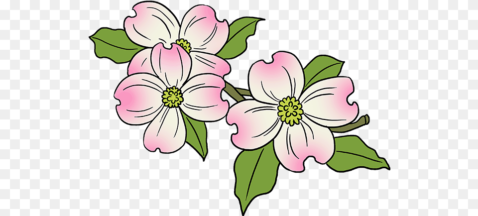 Dogwood Tree Easy Of Drawing Flower, Anemone, Petal, Plant, Floral Design Free Transparent Png