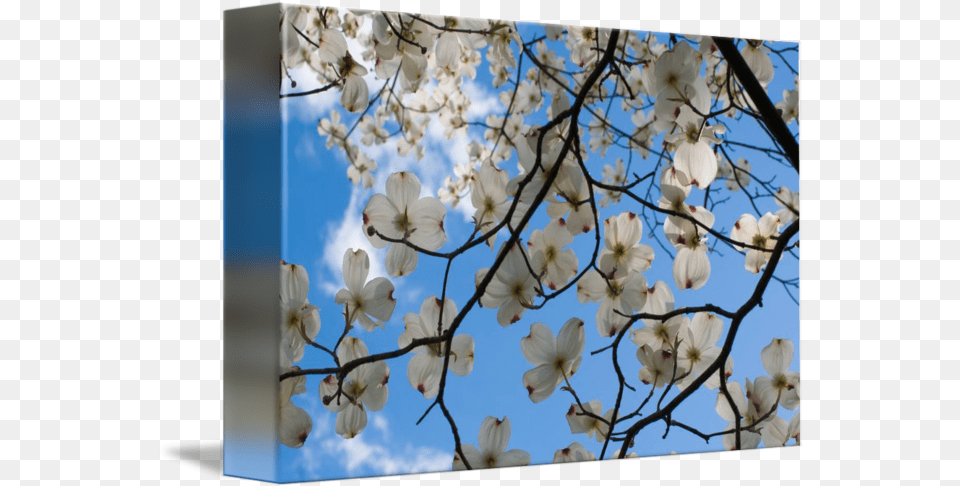 Dogwood Tree Flowers Ohio By Richard Wood Cherry Blossom, Flower, Petal, Plant, Nature Free Png Download