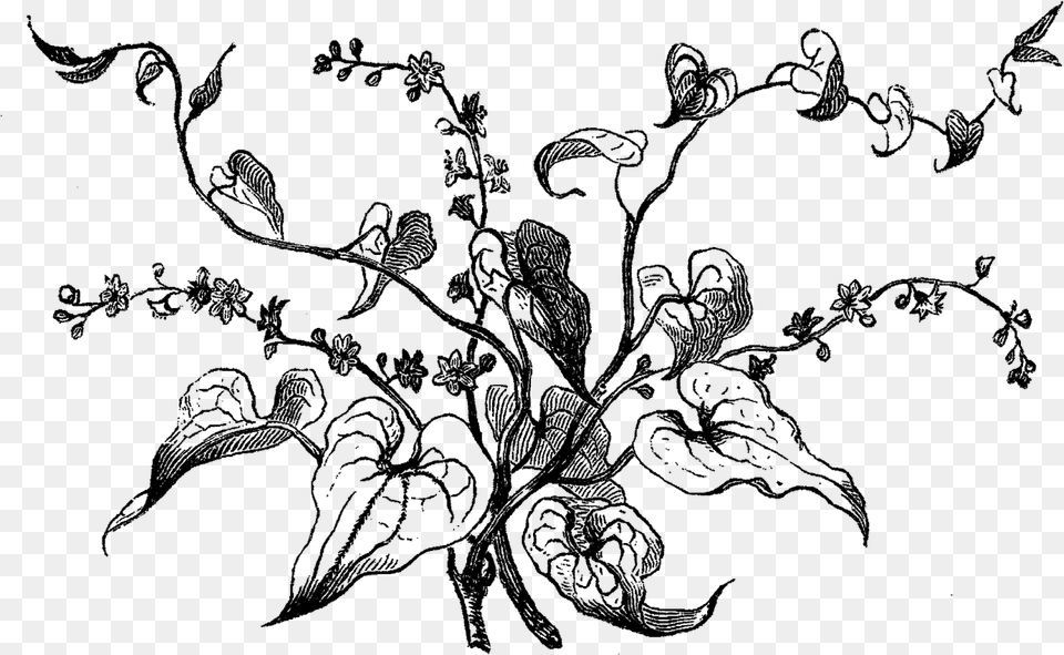 Dogwood Tree Picture Black And White Stock Bryony Flower Line Drawing, Outdoors, Nature, Person Free Png Download
