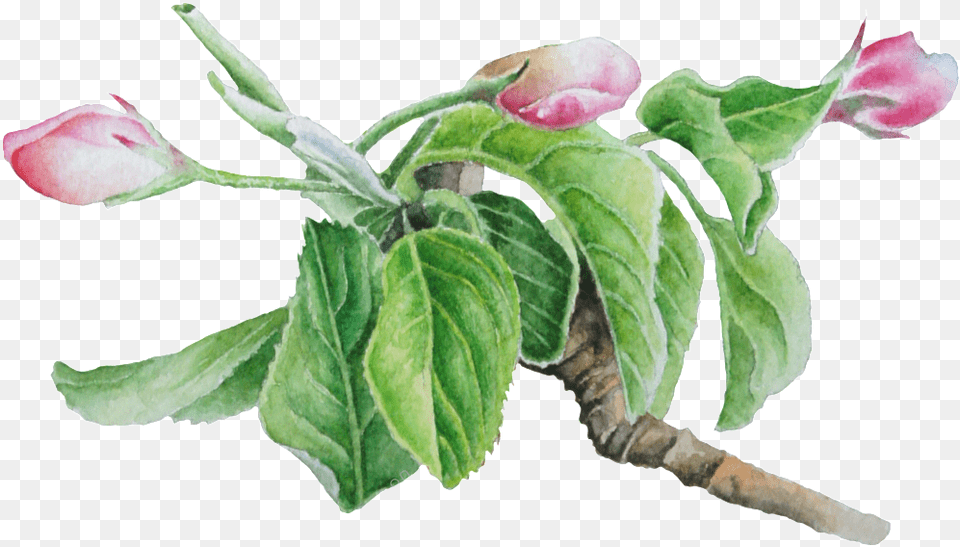 Dogwood Vector Tree Bay Laurel, Bud, Flower, Leaf, Petal Free Png