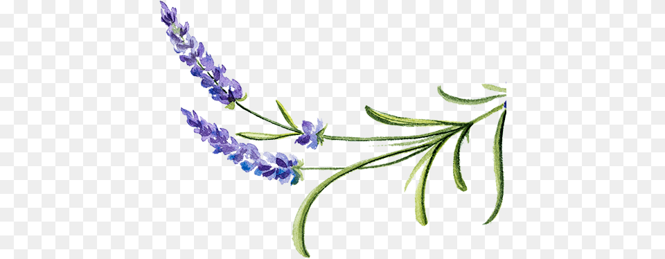 Dolly Dew Drops Dew, Flower, Lavender, Pattern, Plant Png