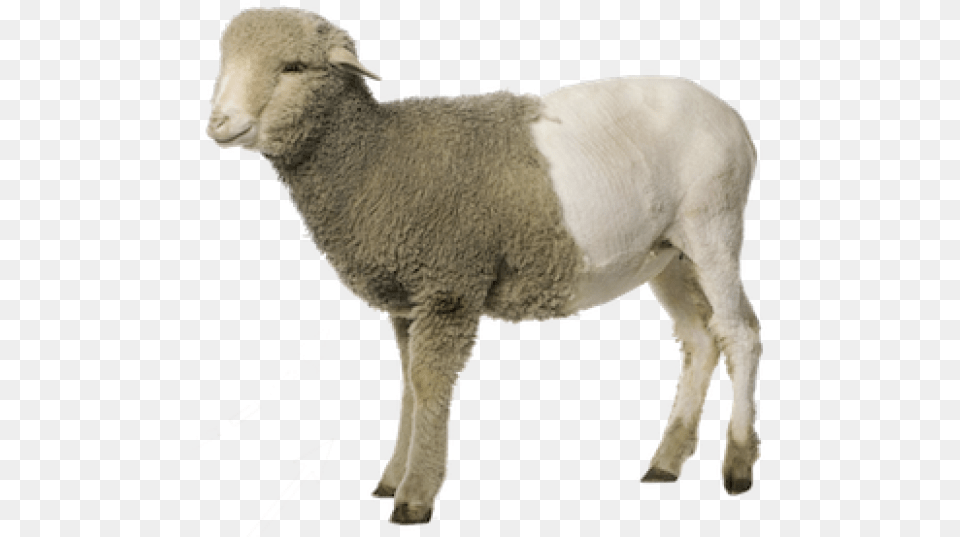 Dolly Sheep, Animal, Livestock, Mammal Free Png Download