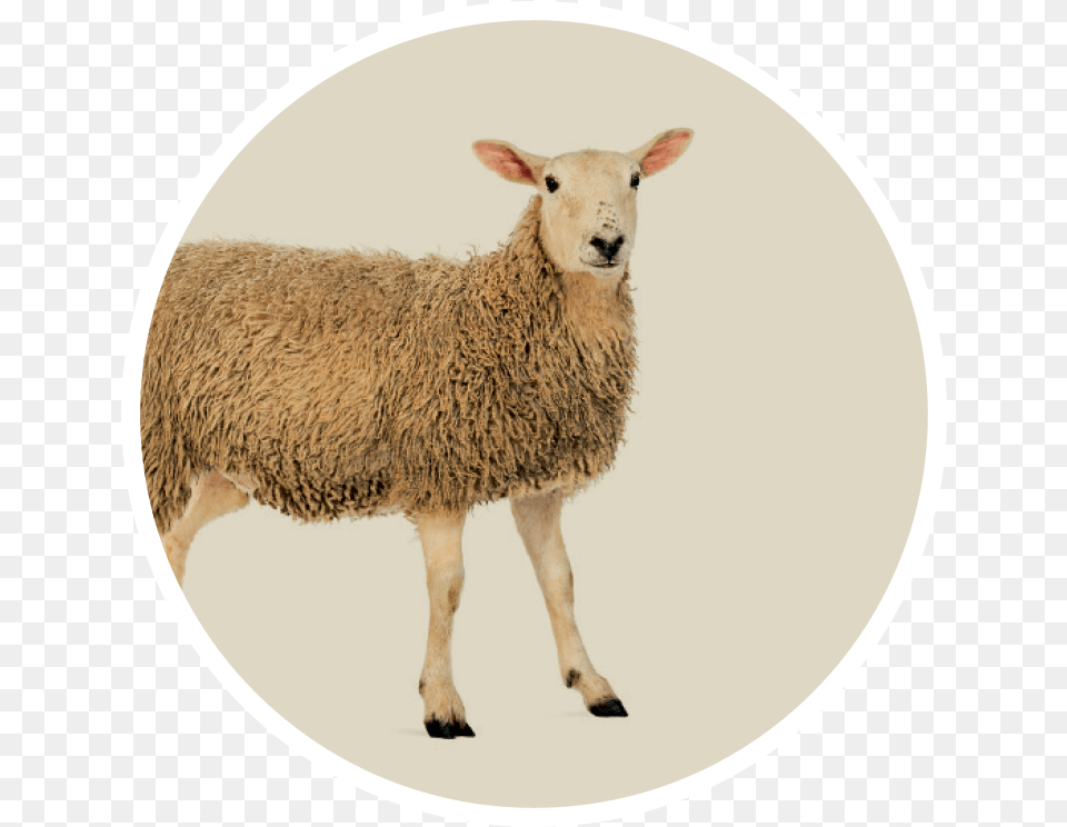 Dolly The Sheep Transparent, Animal, Livestock, Mammal Free Png