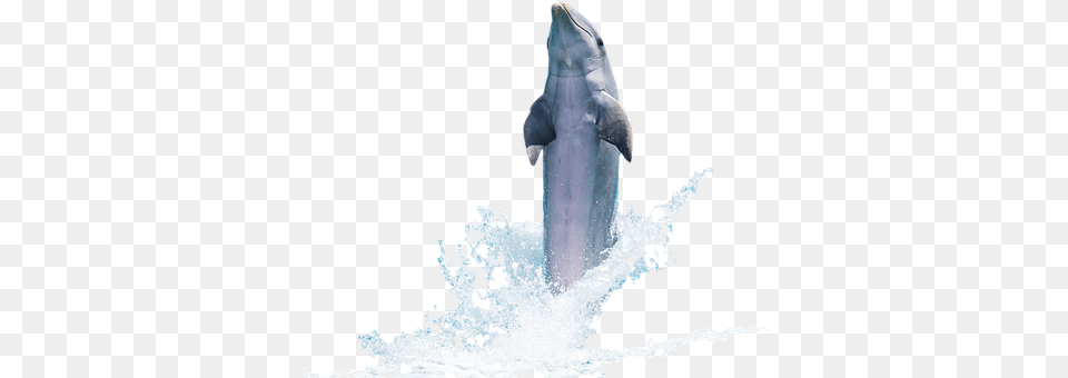 Dolphin Mammal, Animal, Sea Life, Wedding Png
