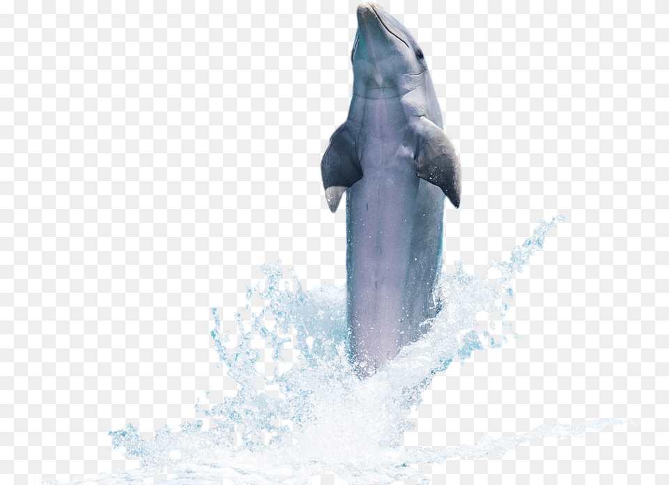 Dolphin Animal, Mammal, Sea Life Free Png