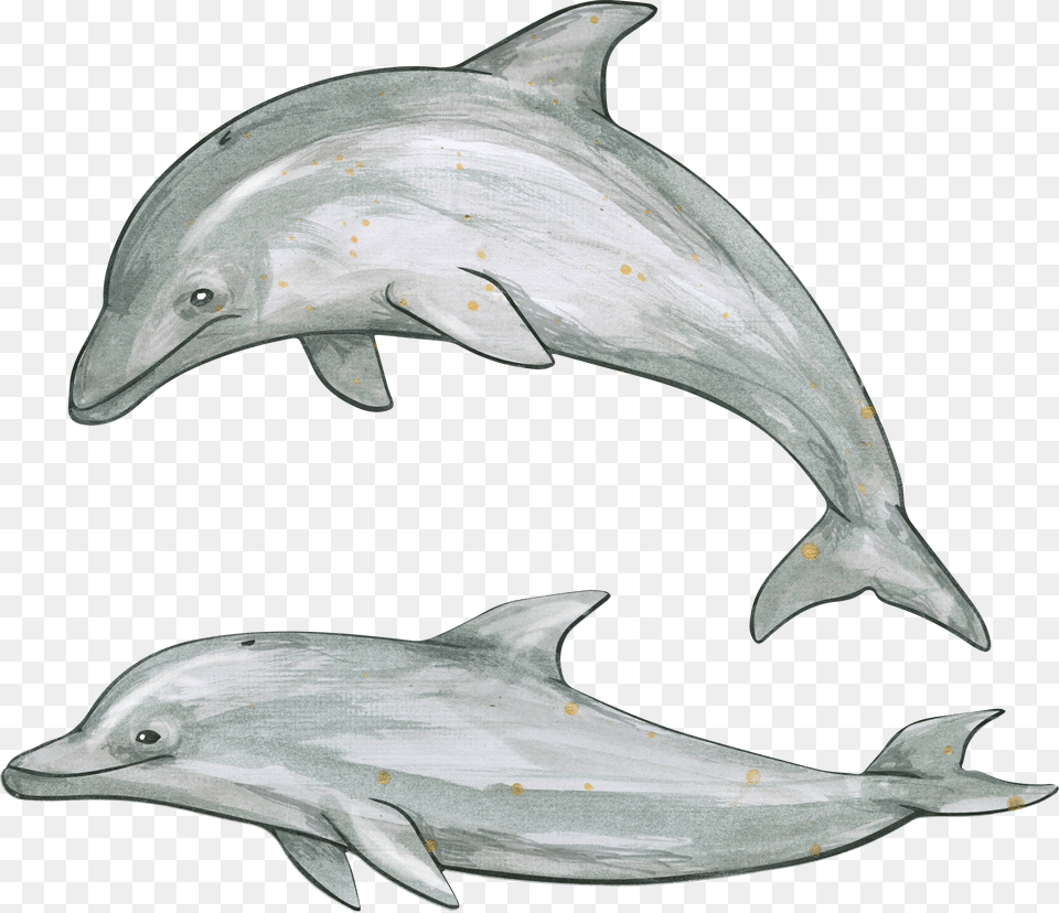 Dolphin, Animal, Mammal, Sea Life, Fish Free Transparent Png