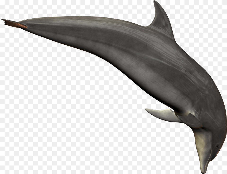 Dolphin, Animal, Mammal, Sea Life, Fish Png