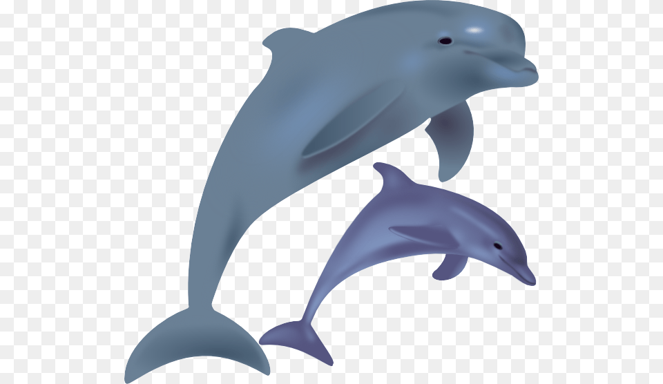 Dolphin, Animal, Mammal, Sea Life, Fish Free Transparent Png