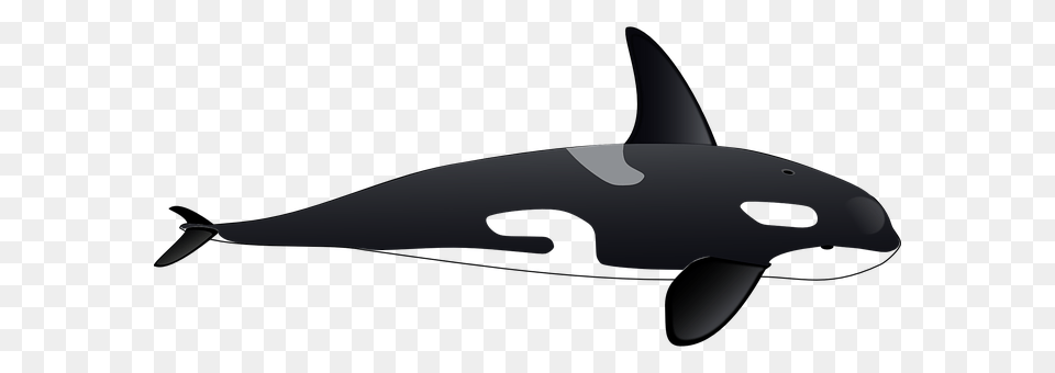 Dolphin Animal, Sea Life, Mammal, Orca Png Image