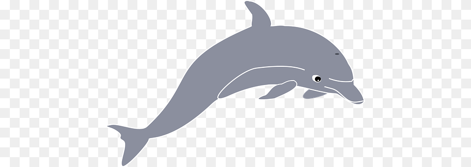 Dolphin Animal, Mammal, Sea Life Png