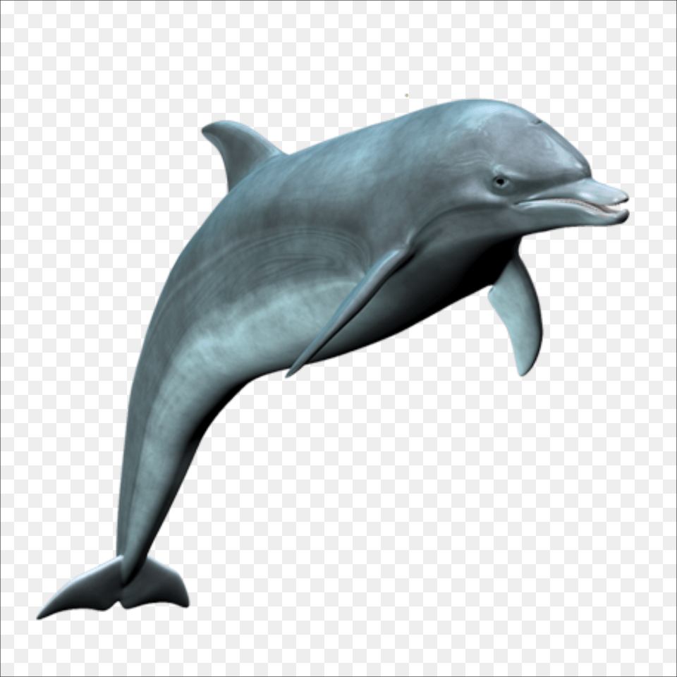 Dolphin, Animal, Mammal, Sea Life, Fish Png