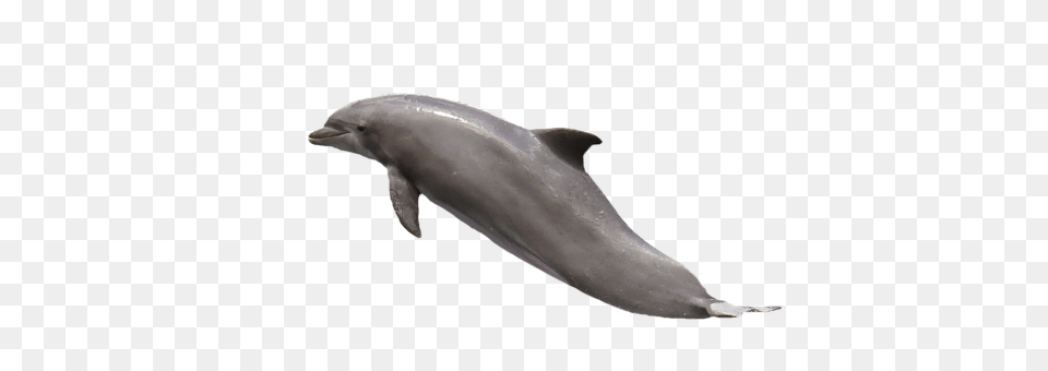 Dolphin Animal, Mammal, Sea Life, Fish Png Image