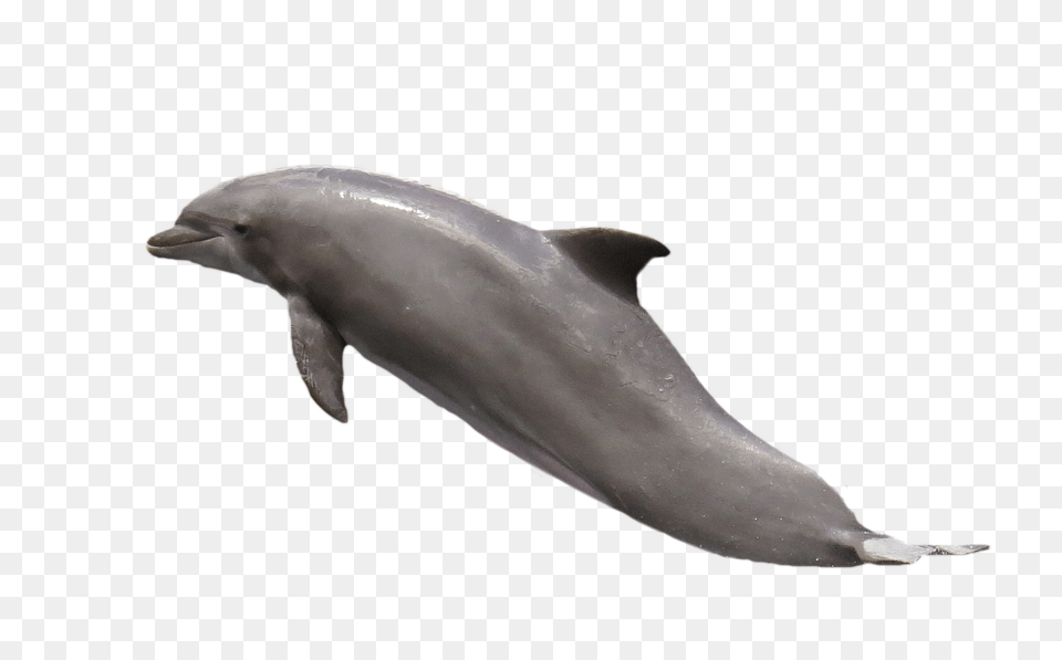 Dolphin Animal, Mammal, Sea Life, Fish Free Transparent Png