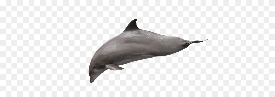 Dolphin Animal, Mammal, Sea Life, Fish Free Png