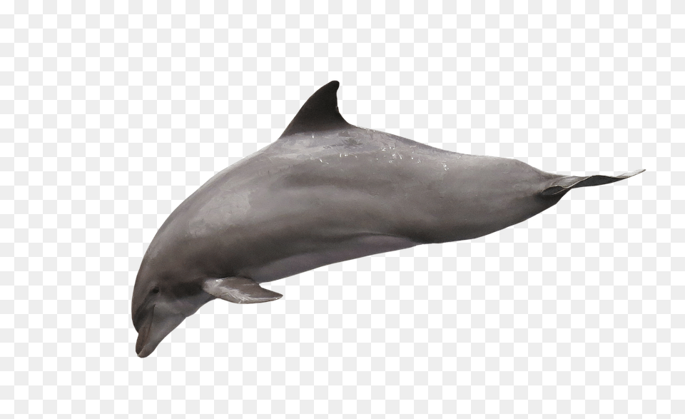 Dolphin Animal, Mammal, Sea Life, Fish Png Image