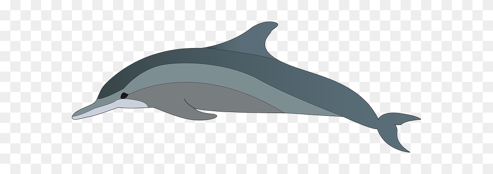 Dolphin Animal, Mammal, Sea Life, Appliance Png