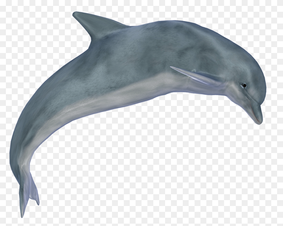 Dolphin, Animal, Mammal, Sea Life, Fish Png Image