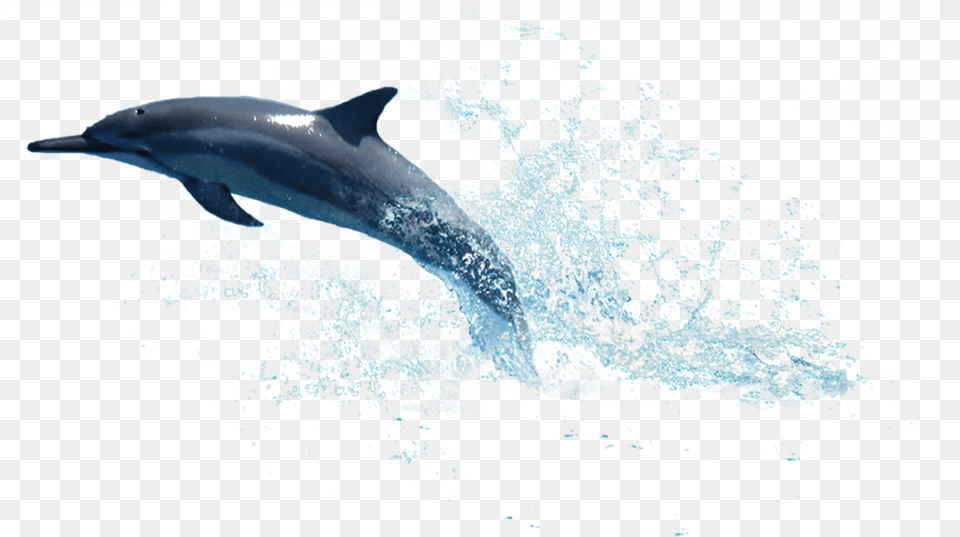 Dolphin, Animal, Mammal, Sea Life, Fish Free Png Download