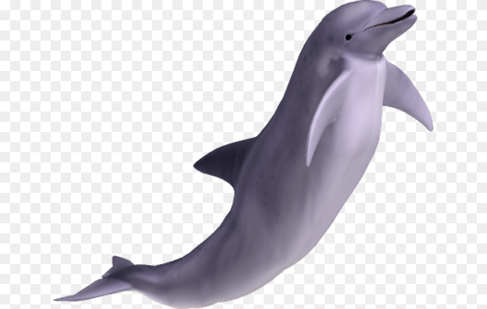 Dolphin, Animal, Mammal, Sea Life, Fish Free Png