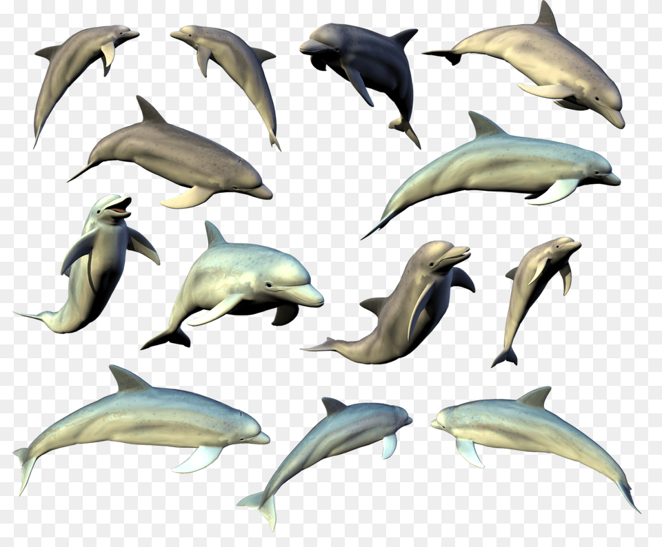 Dolphin, Animal, Mammal, Sea Life, Bird Free Png Download
