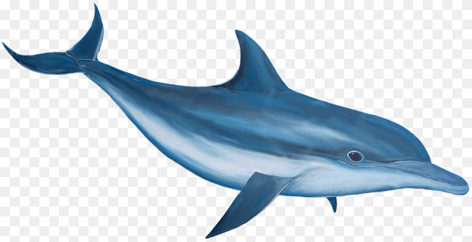 Dolphin, Animal, Mammal, Sea Life, Fish Free Png Download