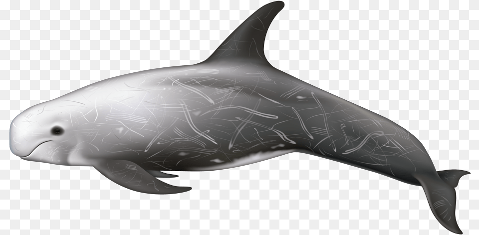 Dolphin, Animal, Mammal, Sea Life, Fish Png Image